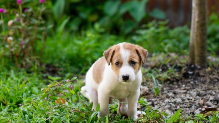 Prolapsus rectal chez le chien : symptômes, causes et traitements
