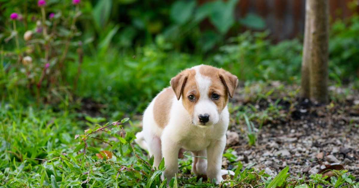 Prolapsus rectal chez le chien : symptômes, causes et traitements