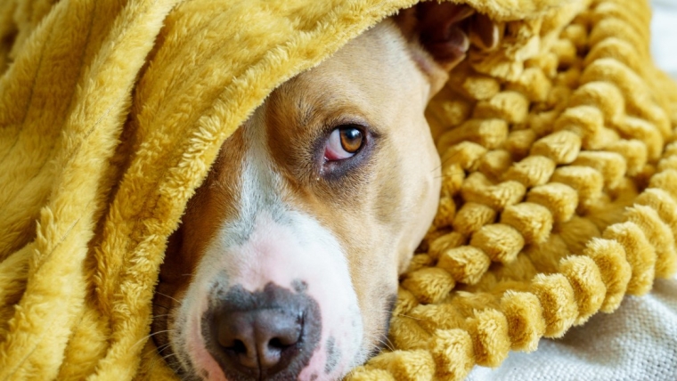 L’anxiété due au bruit chez le chien : symptômes, causes et traitements