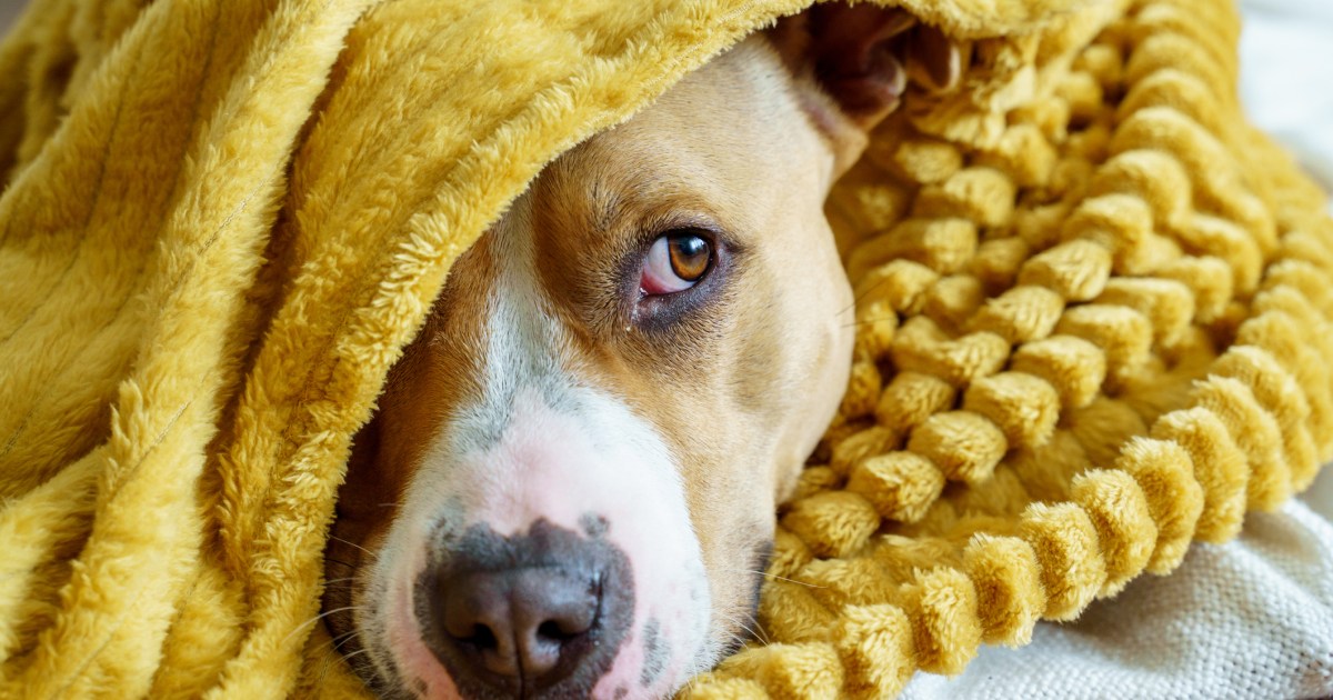 L’anxiété due au bruit chez le chien : symptômes, causes et traitements