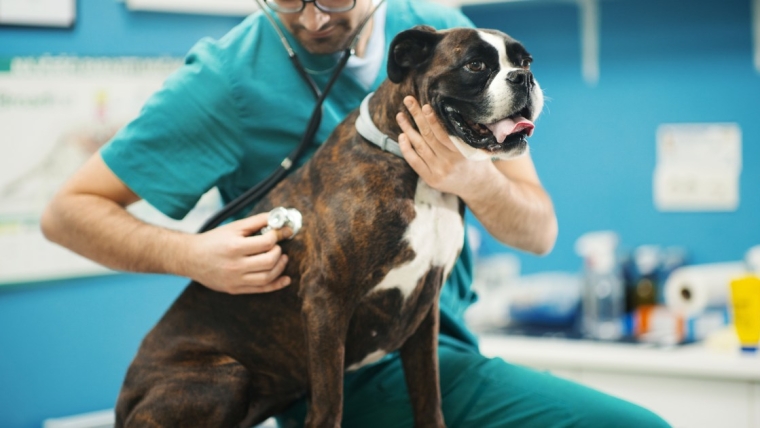 Infection des voies respiratoires supérieures chez le chien : symptômes, causes et traitements