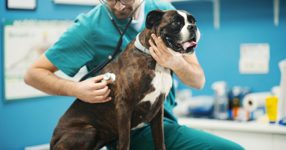 Infection des voies respiratoires supérieures chez le chien : symptômes, causes et traitements