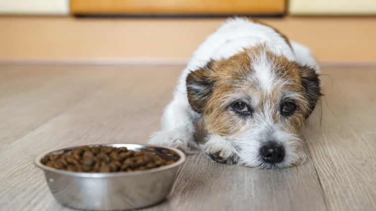 Gastro-entérite chez le chien : symptômes, causes et traitements
