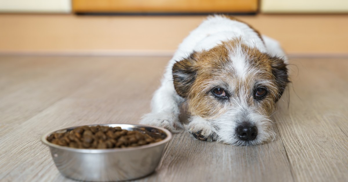 Gastro-entérite chez le chien : symptômes, causes et traitements