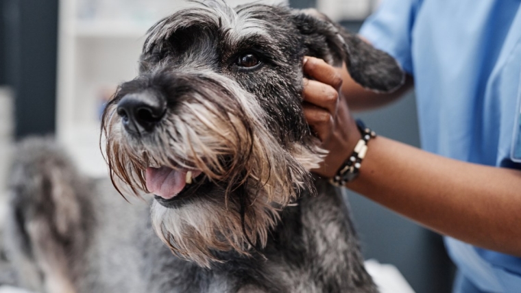 Les calculs biliaires chez le chien : symptômes, causes et traitements