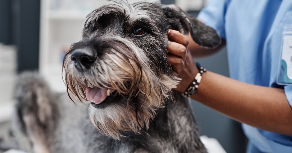 Les calculs biliaires chez le chien : symptômes, causes et traitements
