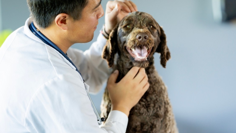 Ganglions lymphatiques gonflés chez le chien : symptômes, causes et traitements