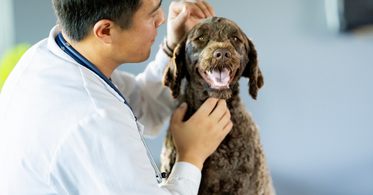 Ganglions lymphatiques gonflés chez le chien : symptômes, causes et traitements
