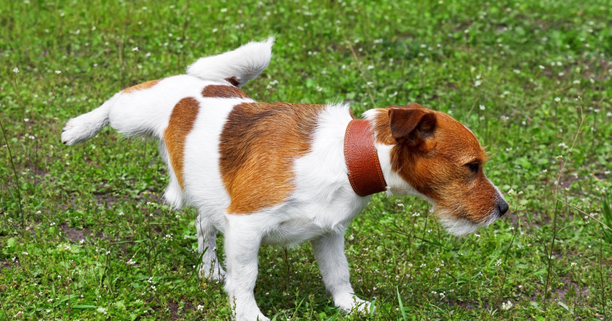 Polyurie (augmentation de la miction) chez le chien : symptômes, causes et traitements