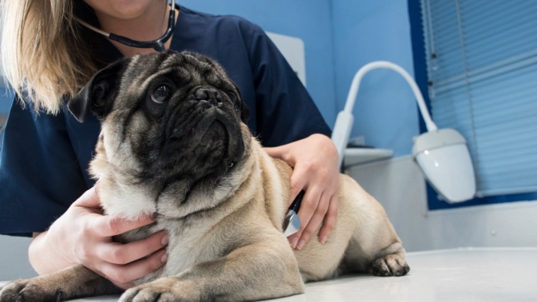 Infection à la salmonelle chez le chien : symptômes, causes et traitements