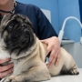 Infection à la salmonelle chez le chien : symptômes, causes et traitements