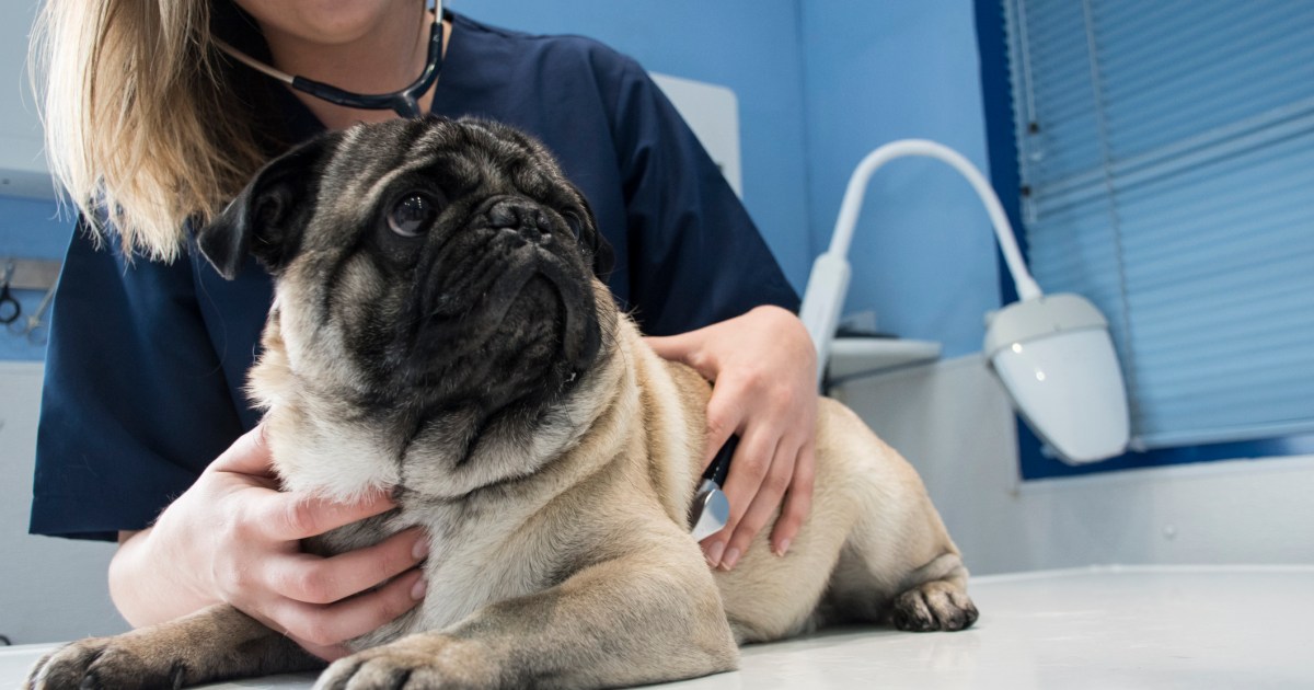 Infection à la salmonelle chez le chien : symptômes, causes et traitements