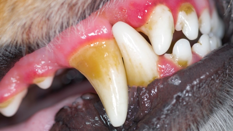 Gingivite chez le chien : symptômes, causes et traitements