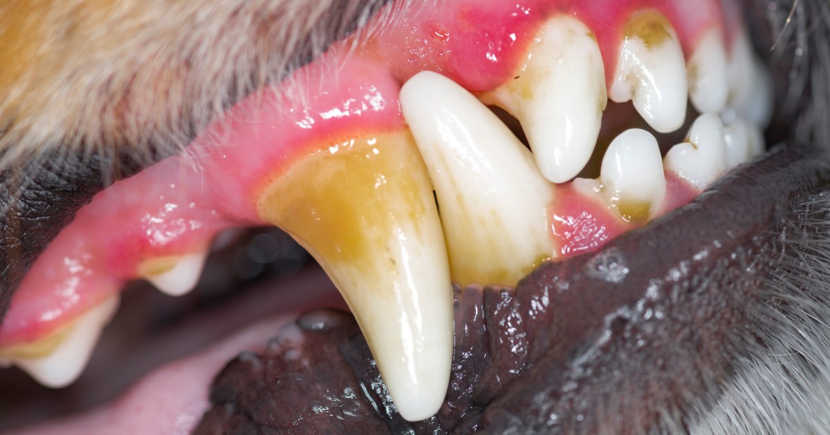Gingivite chez le chien : symptômes, causes et traitements