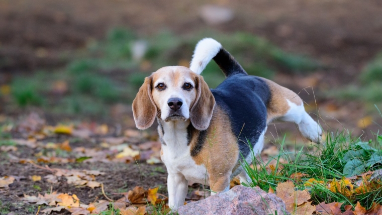 Excès de protéines dans l’urine des chiens : Symptômes, causes et traitements