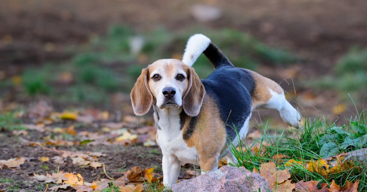 Excès de protéines dans l’urine des chiens : Symptômes, causes et traitements