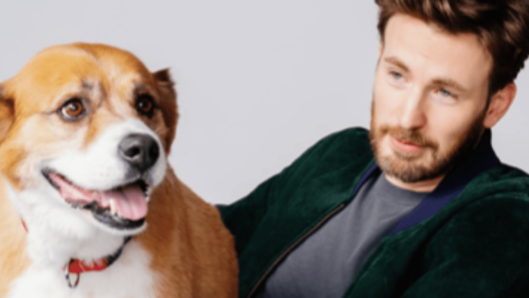 Le chien de Chris Evans, Dodger : Race, âge, et plus encore