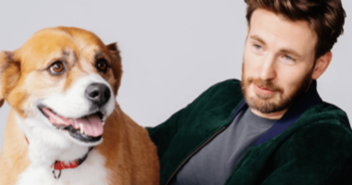 Le chien de Chris Evans, Dodger : Race, âge, et plus encore
