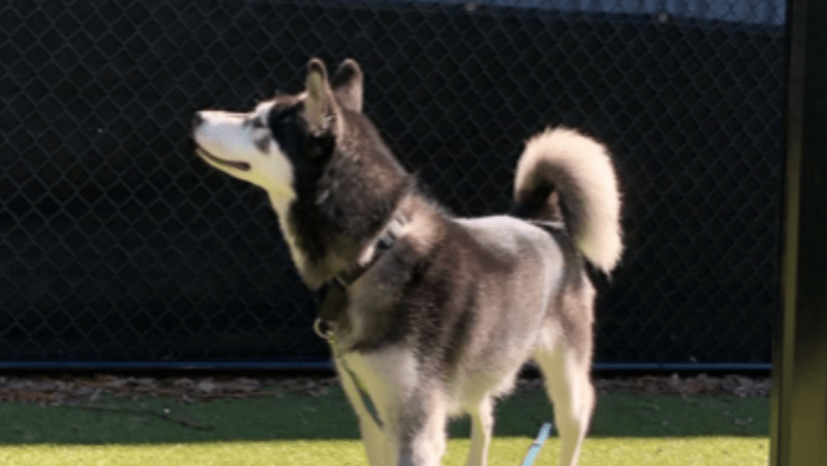 Le chien de Bret Michaels, Bret Jr : Race, âge, et plus encore
