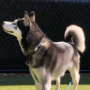 Le chien de Bret Michaels, Bret Jr : Race, âge, et plus encore