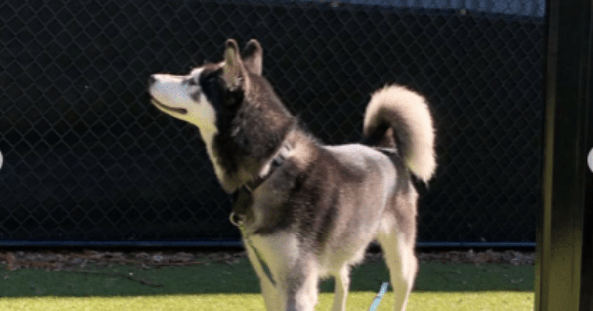 Le chien de Bret Michaels, Bret Jr : Race, âge, et plus encore