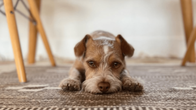 Le chien de Lily Collins, Redford : race, âge, et plus encore
