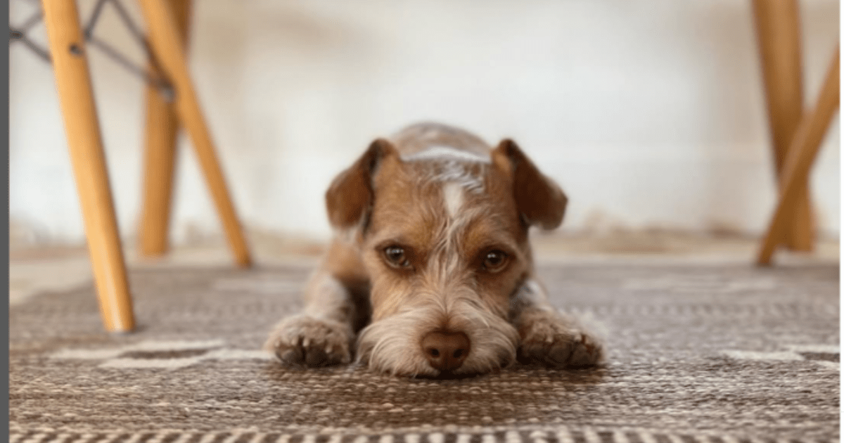 Le chien de Lily Collins, Redford : race, âge, et plus encore