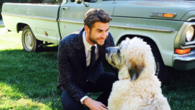 Le chien de Liam Hemsworth, Dora : Race, âge, et plus encore