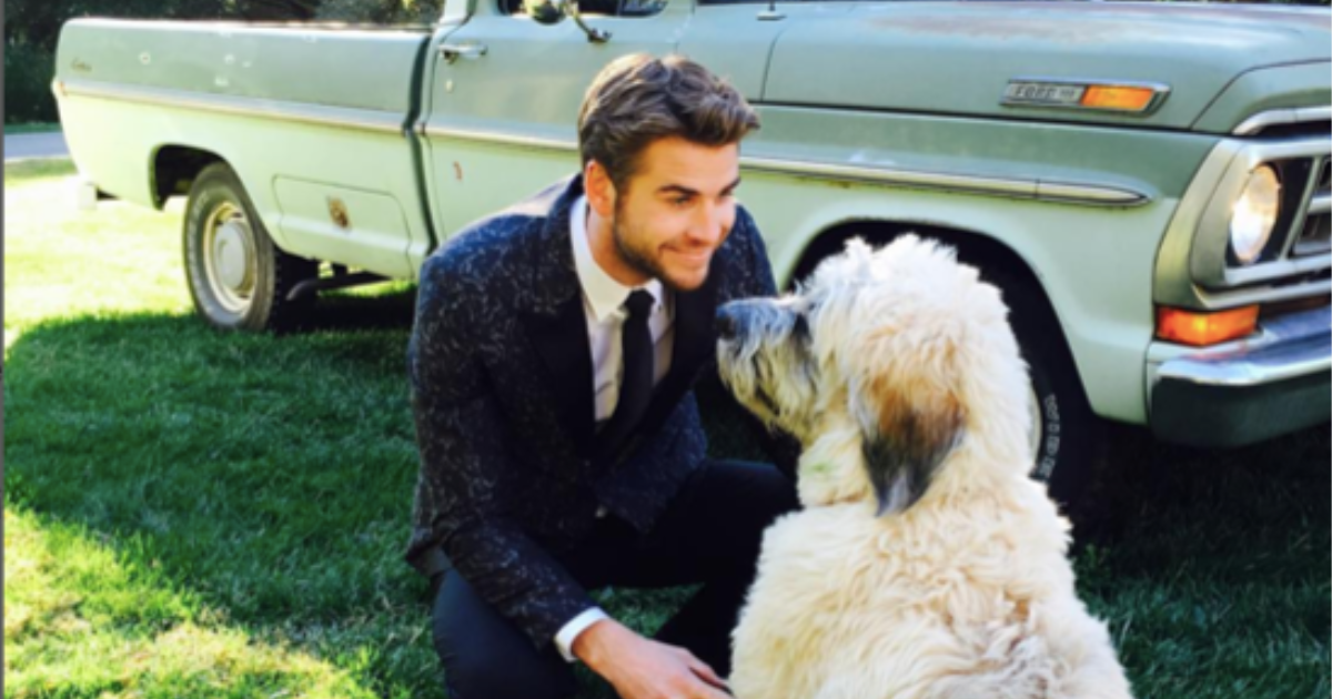Le chien de Liam Hemsworth, Dora : Race, âge, et plus encore