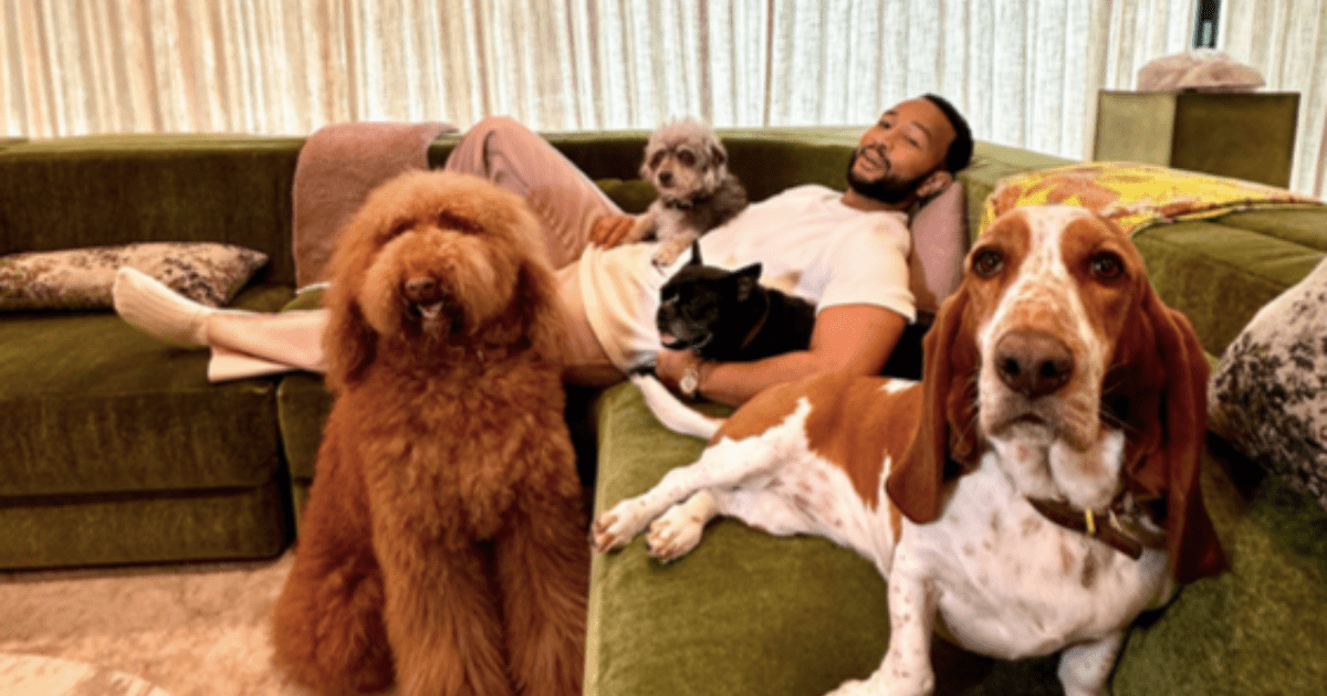 Les chiens de Chrissy Teigen et John Legend, Pearl, Penny et Petey : race, âge et plus encore