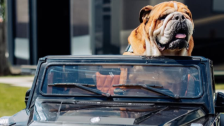 Roscoe, le chien de Lewis Hamilton : Race, âge, et plus encore