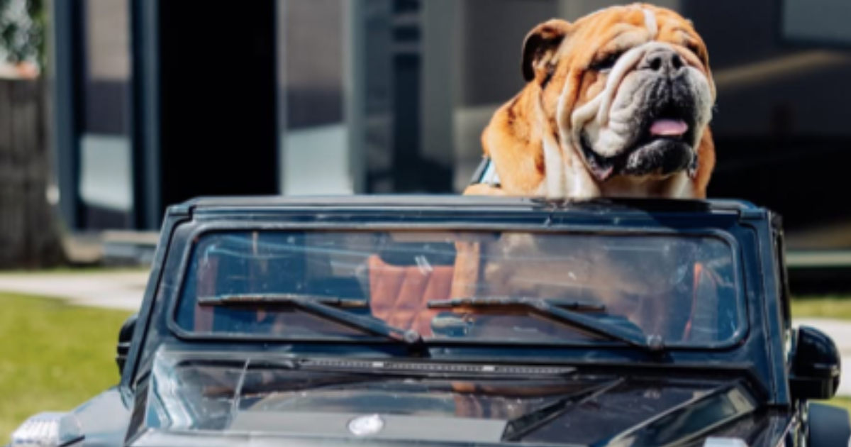 Roscoe, le chien de Lewis Hamilton : Race, âge, et plus encore