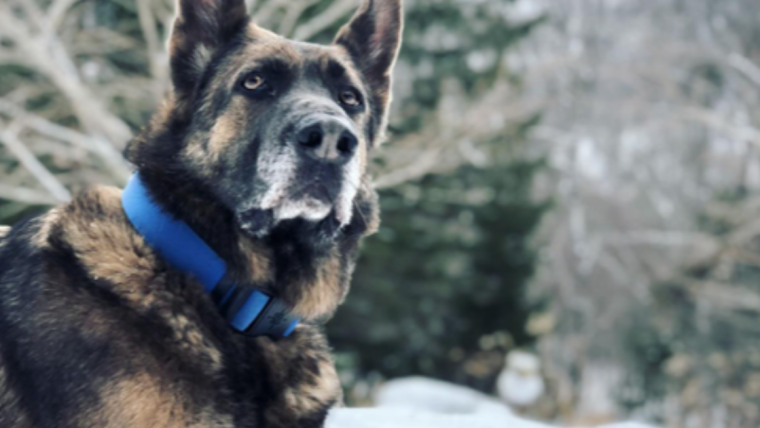 Le chien Blue de Kaley Cuoco et Tom Pelphrey : Race, âge, et plus encore