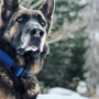 Le chien Blue de Kaley Cuoco et Tom Pelphrey : Race, âge, et plus encore