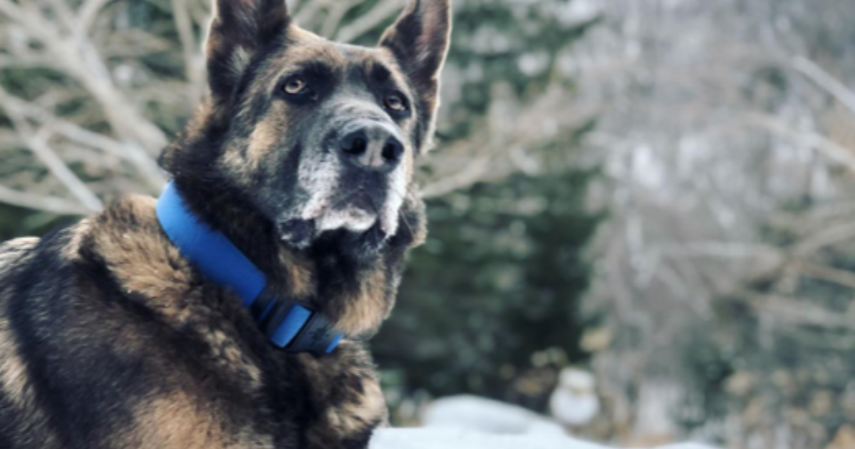 Le chien Blue de Kaley Cuoco et Tom Pelphrey : Race, âge, et plus encore