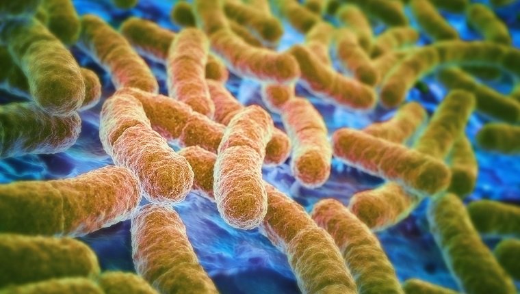 E. Infection à E. coli chez le chien : symptômes, causes et traitements