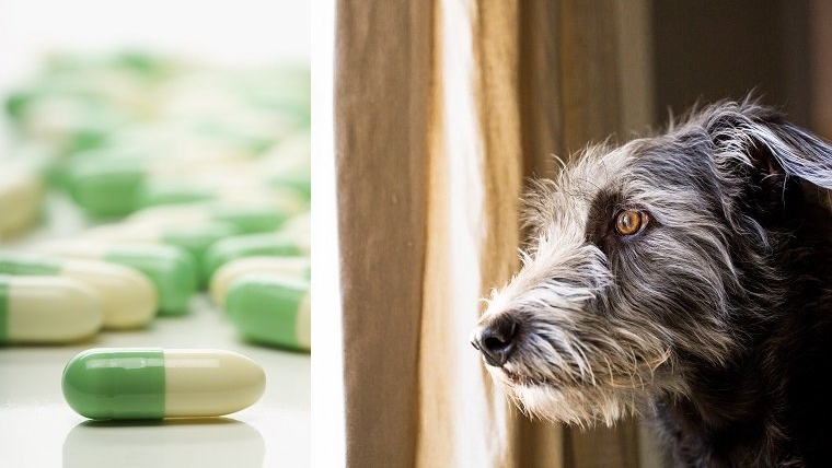 Fluoxetine (Prozac) pour les chiens : utilisations, posologie et effets secondaires