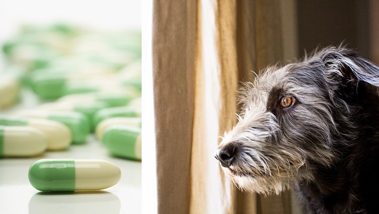 Fluoxetine (Prozac) pour les chiens : utilisations, posologie et effets secondaires
