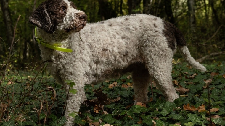 Le tabac à priser pour chiens « King Charles » : Âge, race et plus