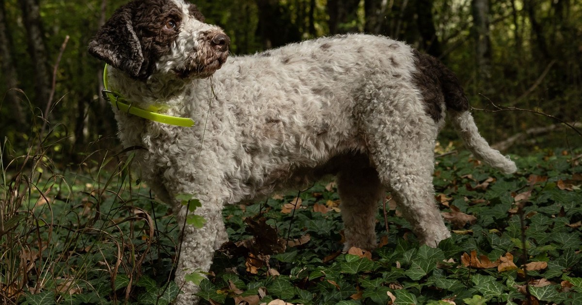 Le tabac à priser pour chiens « King Charles » : Âge, race et plus
