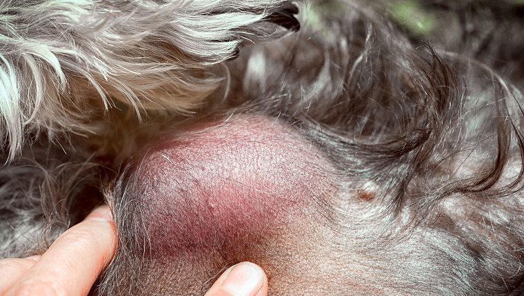 Lipomes (bosses et tumeurs graisseuses) chez le chien : symptômes, causes et traitements
