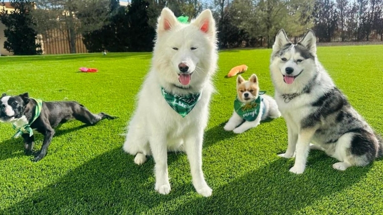 Les chiens de Mark Wahlberg : âges, races et plus encore