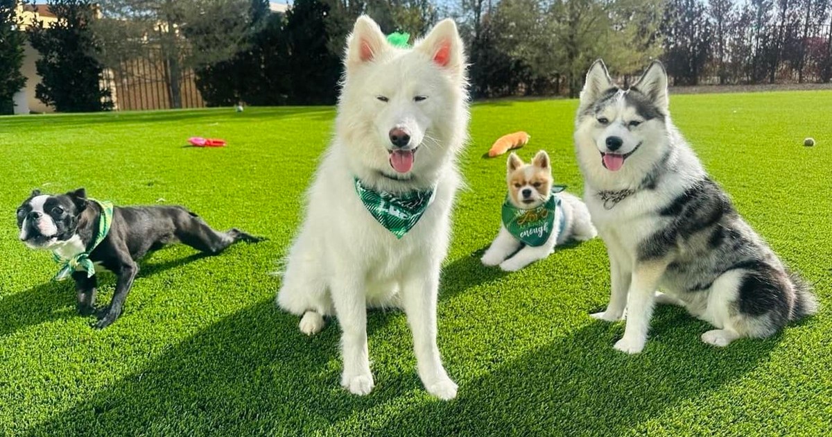 Les chiens de Mark Wahlberg : âges, races et plus encore