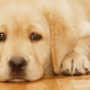 Métoclopramide pour chiens : utilisations, posologie et effets secondaires