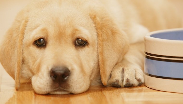 Métoclopramide pour chiens : utilisations, posologie et effets secondaires