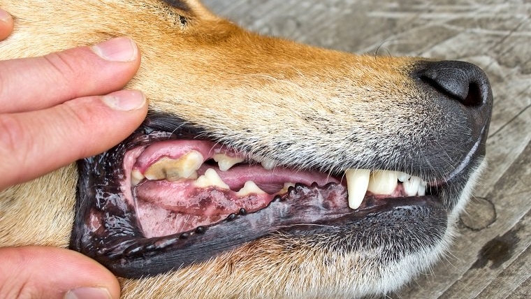 Stomatite chez le chien : symptômes, causes et traitements