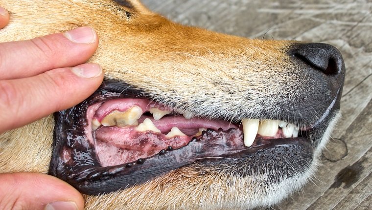 Stomatite chez le chien : symptômes, causes et traitements