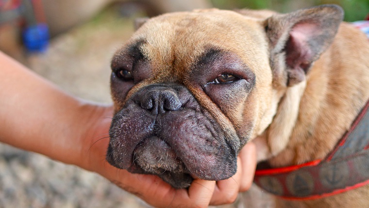 Les yeux gonflés chez le chien : symptômes, causes et traitements