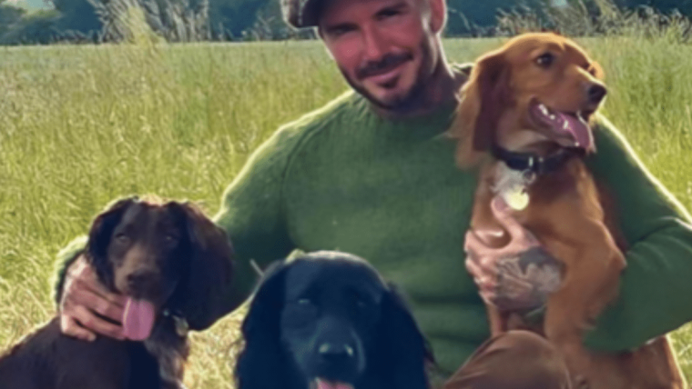 Le chien Olive de David et Victoria Beckham : Race, âge, et plus encore