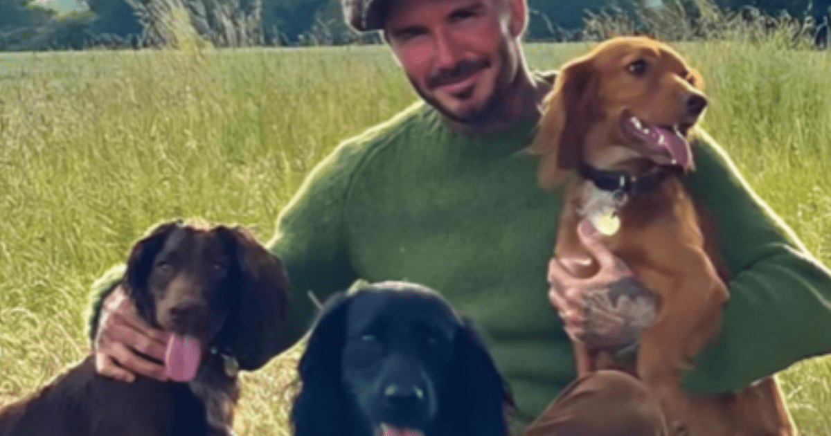 Le chien Olive de David et Victoria Beckham : Race, âge, et plus encore